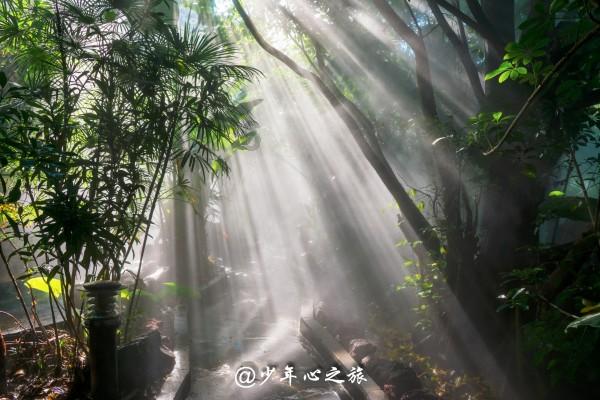 救援菠萝舞者